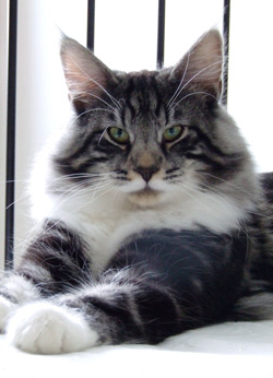 Viggo