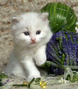 Ragdoll